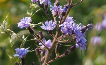 Cicerbita alpina, Foto vom 22.7. (© Spender 319)