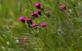 Dianthus carthusianorum,  Foto vom 11.6. (© Spender 319)