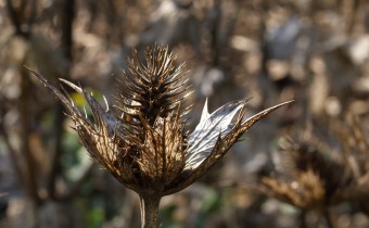 Eryngium giganteum `Miss Willmott´s Ghost´ (© Spender 319)