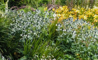 Eryngium giganteum, Foto vom 11.7.  (© Spender 319)