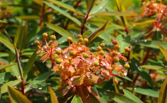 Euphorbia griffithii `Fern cottage´, Foto vom 25.6. (© Spender 319)