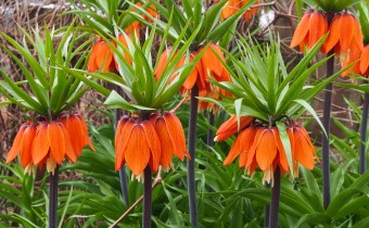 Fritillaria imperialis, Foto vom 3.4.  (© Spender 319)