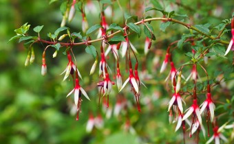 Fuchsia `Arauco´, Foto vom 10.8.  (© Spender 319)