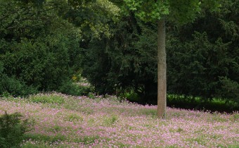 Geranium endressii, Foto vom 2.7.  (© Spender 319)