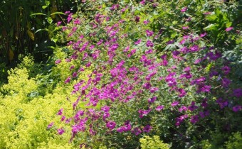 Geranium psilostemon, Foto vom 22.7. (© Spender 319)
