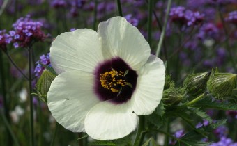 Hibiscus cannabinus `Amethyst´, Foto vom 12.8. (© Spender 319)