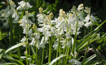 Hyacinthoides hispanica, weiß,Foto vom 22.4. (© Spender 319)