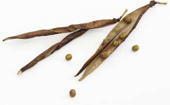 Lathyrus vernus (© Spender 319)