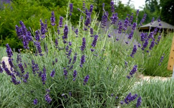 Lavandula angustifolia `Atropurpurea´, Foto vom 24.6. (© Spender 319)