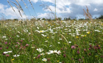 Leucanthemum vulgare,  Foto vom 9.6. (© Spender 319)