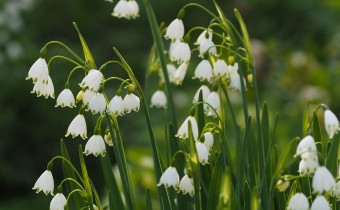 Leucojum aestivum, Foto vom 23.4. (© Spender 319)