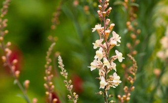 Linaria purpurea, Foto vom 4.7. (© Spender 319)