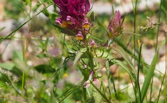 Melampyrum arvense, Foto vom 31.5. (© Spender 319)