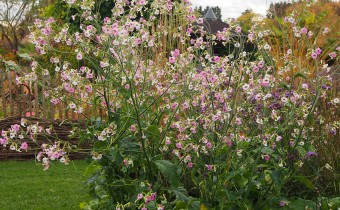 Nicotiana mutabilis, Foto vom 12.10. (© Spender 319)