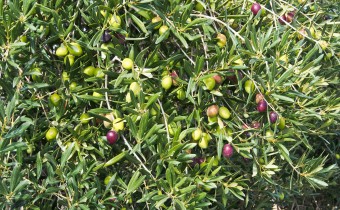 Olea europaea,  Foto vom 16.11. (© Spender 319)