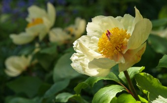 Paeonia daurica ssp. mlokosewitschii, Foto vom 8.5. (© Spender 319)