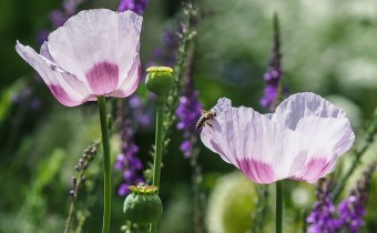 Papaver somniferum, Foto vom 16.6. (© Spender 319)
