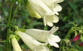 Penstemon hartwegii, Foto vom 2.10. (© Spender 319)