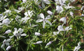Phlox divaricata `White Perfume´, Foto vom 25.4. (© Spender 319)