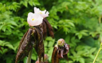 Podophyllum hexandrum, Foto vom 6.5. (© Spender 319)