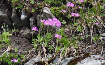 Primula farinosa am Naturstandort Arlberg, Foto vom 19.5. (© Spender 319)