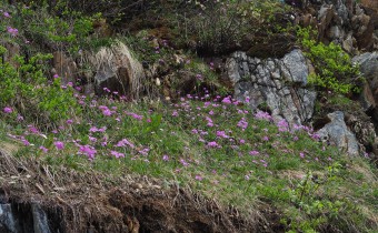 Primula farinosa am Naturstandort Arlberg, Foto vom 19.5. (© Spender 319)