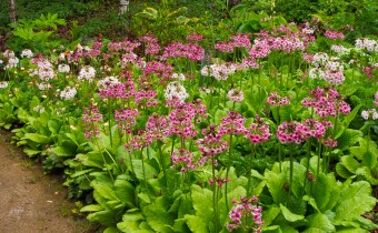 Primula japonica, Foto vom 26.5. (© Spender 319)
