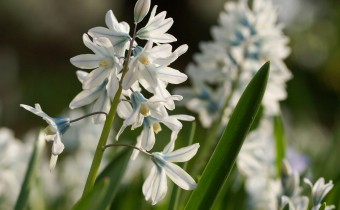  Puschkinia scilloides, Foto vom 4.4. (© Spender 319)
