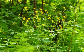 Ranunculus lanuginosus, Foto vom 13.7. (© Spender 319)