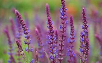 Salvia nemorosa `Steppentraum´,  Foto vom 13.6. (© Spender 319)
