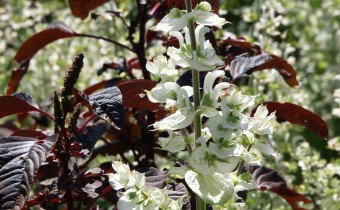 Salvia sclarea `Vatican White´, Foto vom 2.7. (© Spender 319)