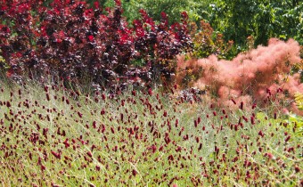 Sanguisorba officinalis, Foto vom 13.7. (© Spender 319)