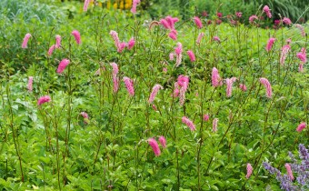 Sanguisorba obtusa `Weihenstephan´, Foto vom 12.7. (© Spender 319)