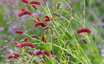 Sanguisorba tenuifolia, Foto vom 18.8. (© Spender 319)
