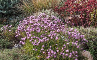 Serratula tinctoria ssp. seoanei, Foto vom 18.10. (© Spender 319)