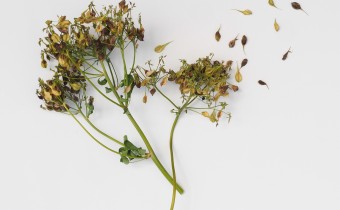 Thalictrum aquilegifolium, Foto vom 11.7. (© Spender 319)