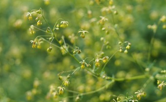 Thalictrum minus, Foto vom 4.6. (© Spender 319)