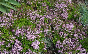 Thymus serpyllum, Foto vom 22.5. (© Spender 319)