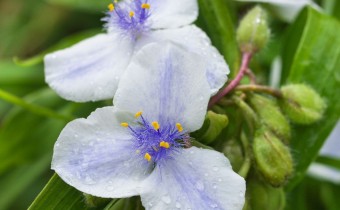 Tradescantia `Iris Pritchard´, (© Spender 319)