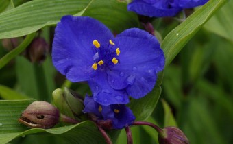 Tradescantia x andersonii `Zwanenburg Blue´,  (© Spender 319)