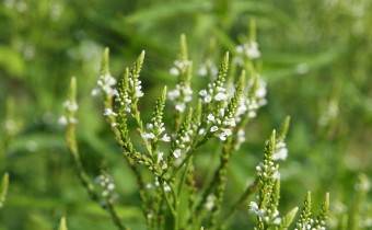 Verbena hastata alba, Foto vom 30.7. (© Spender 319)