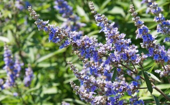 Vitex agnus castus  (© Spender 319)