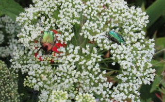 Cnidium silaifolium, Foto vom 26.5. (© Spender 55)