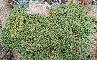 Erysimum pulchellum Polster, Foto vom 10.2. (© Spender 55)