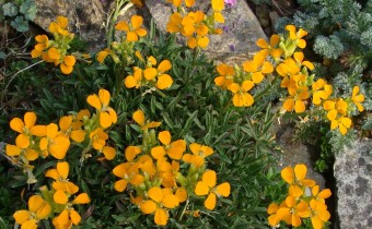 Erysimum pulchellum, Foto vom 4.5. (© Spender 55)