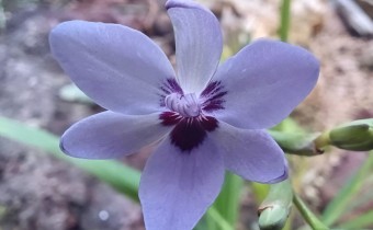 Freesia laxa ssp. azurea, Foto vom 12.2. (© Spender 55)