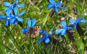 Gentiana verna ssp. verna (© Spender 319)