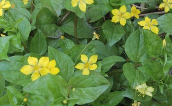 Lysimachia nemorum (© Spender 86)