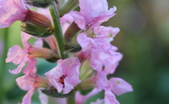 Lythrum salicaria `Blush`, © Spender 86)