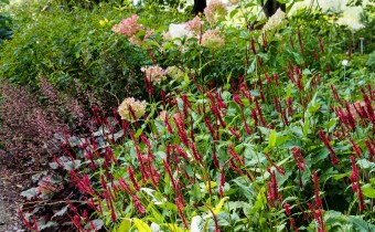 Persicaria amplexicaulis `Blackfield´ (© spender 319)
